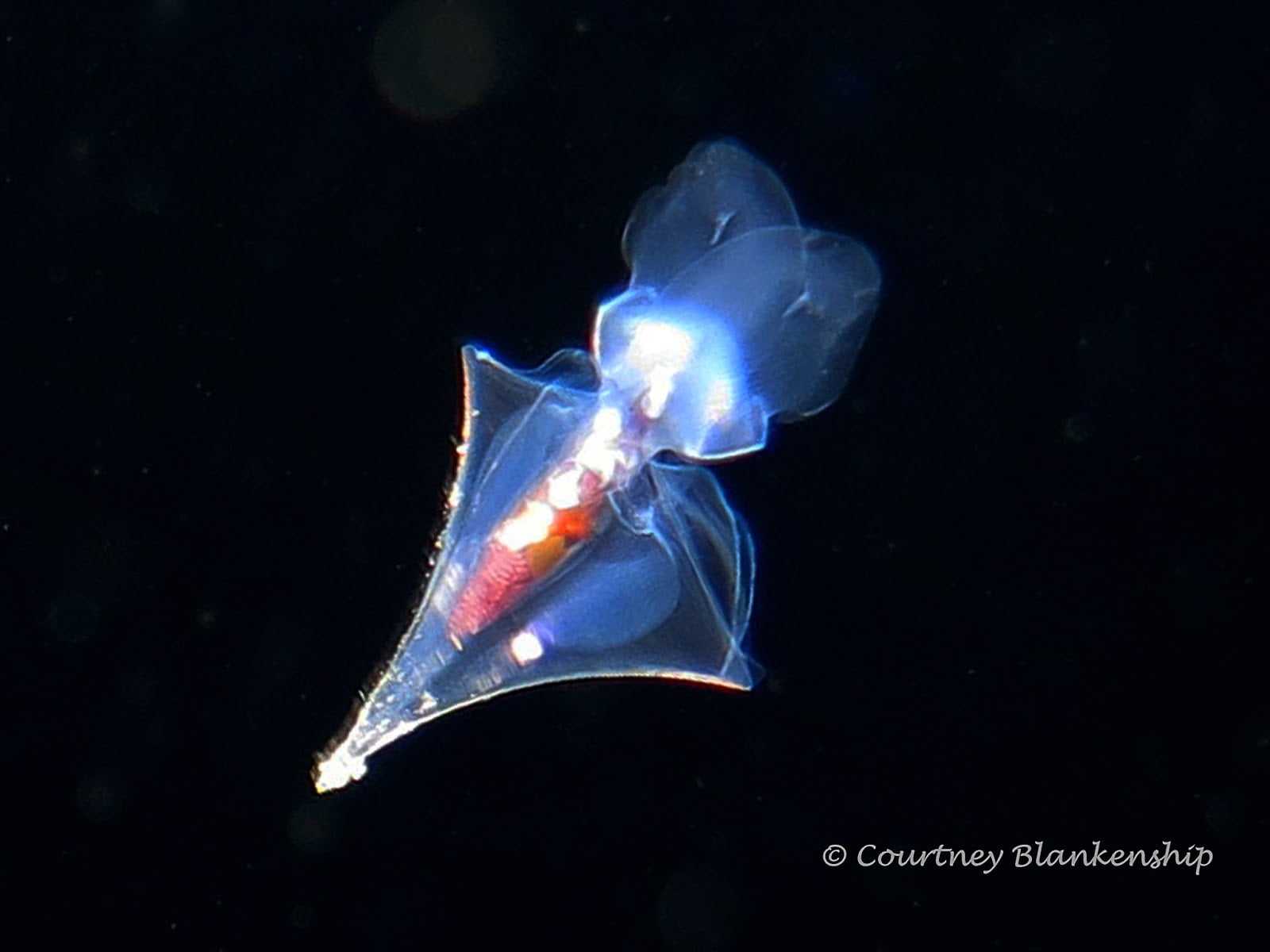 Roatan Review: Blackwater Night Diving with West End Divers - Cubicle ...