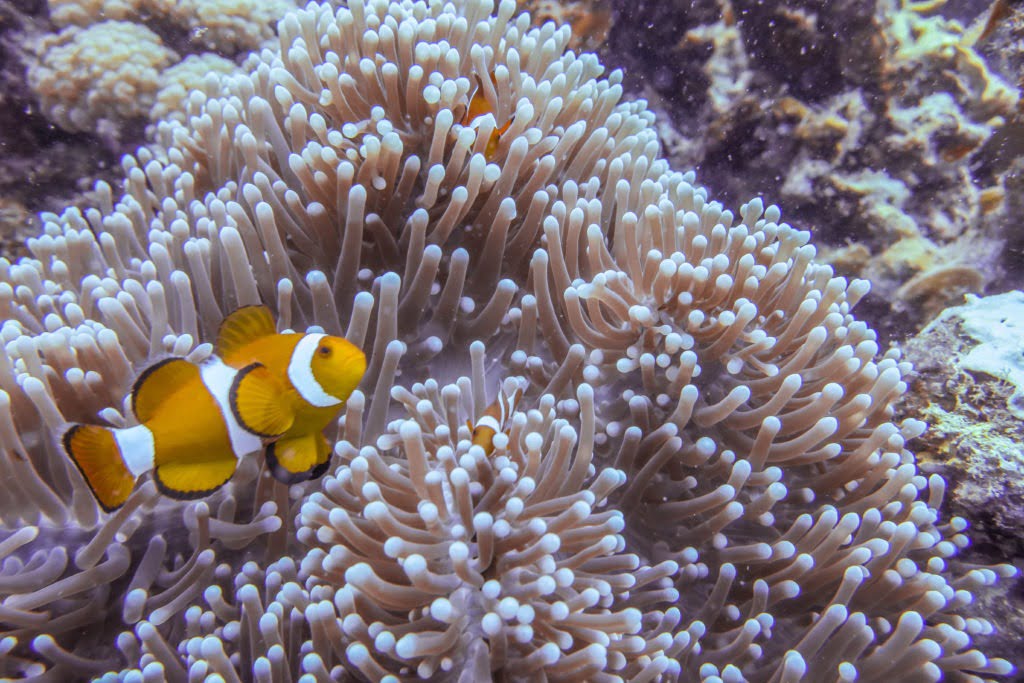 False Anemone Clownfish Coron