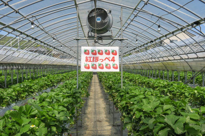 Yamagata Strawberry Picking
