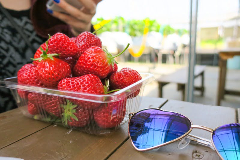 Yamagata Strawberry Picking