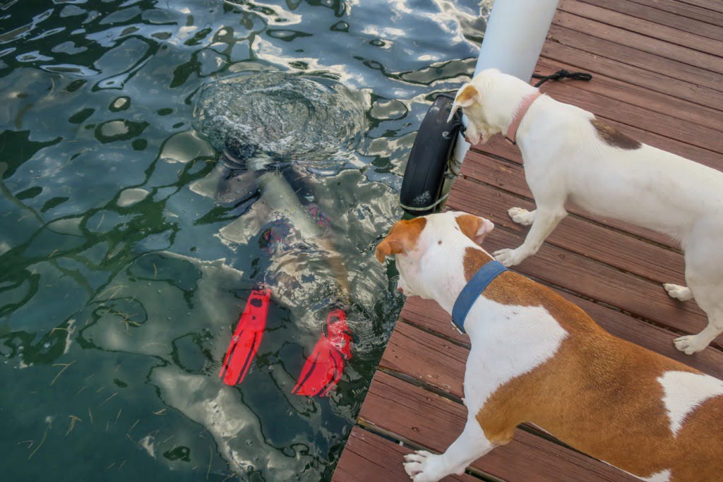 Tobri Divers dogs